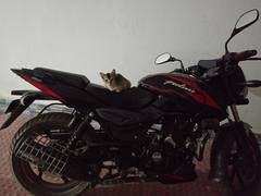 Cat on a motorcycle